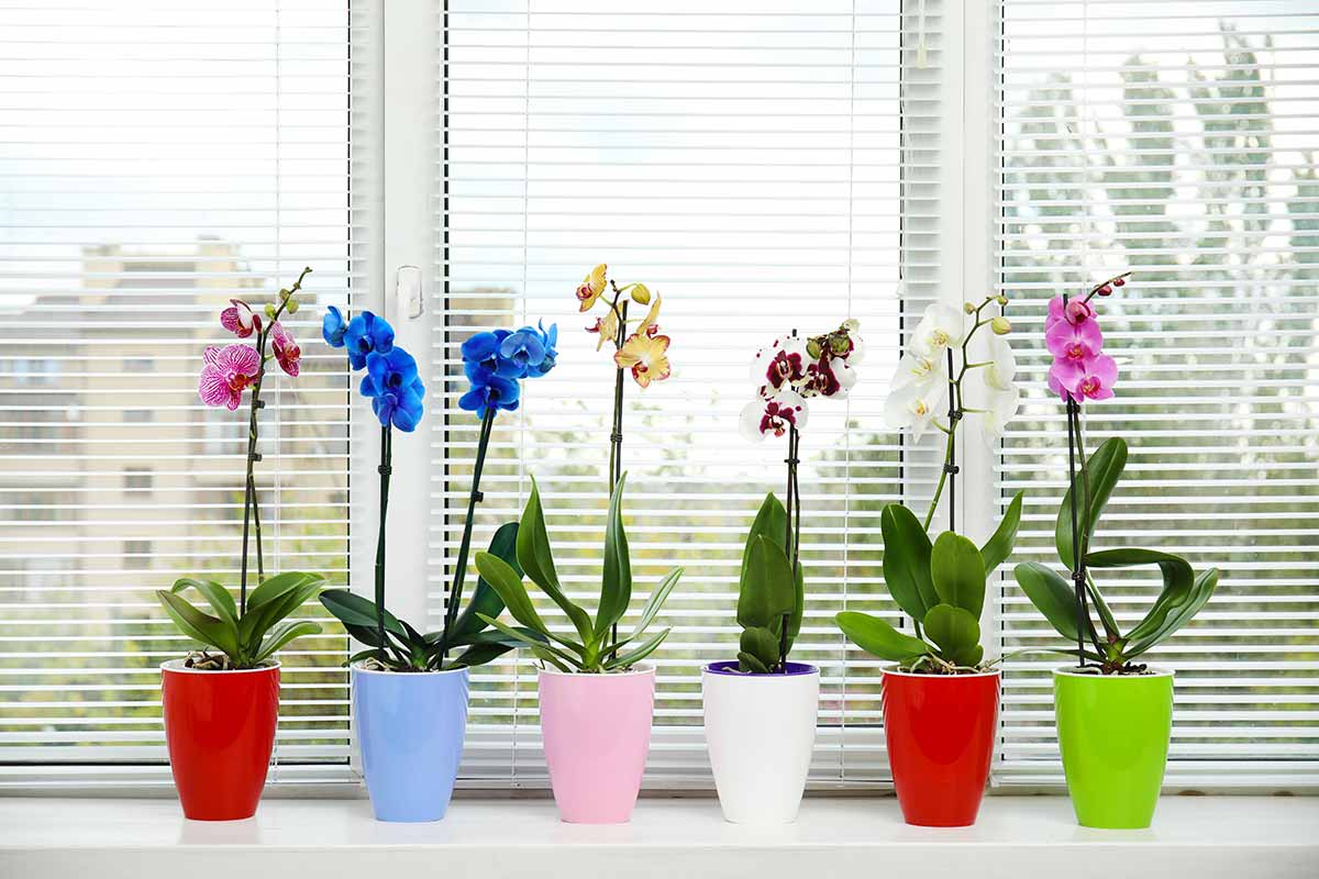 che terriccio utilizzare per le orchidee