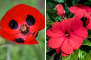 Piante annuali a fioritura rossa