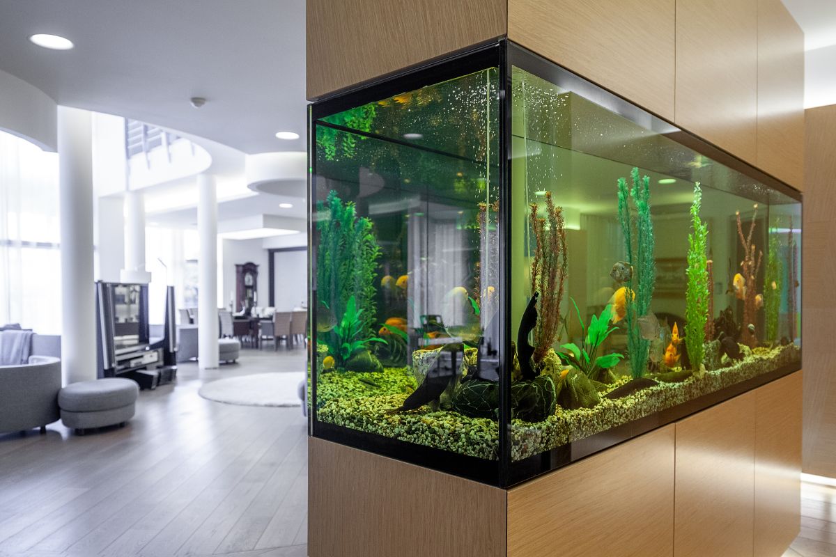 7 idee per l'acquario in casa