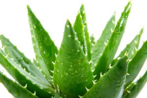 Come curare l'aloe vera in inverno