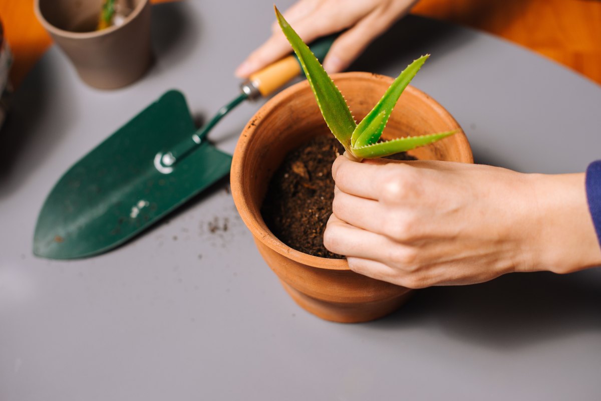 Aloe vera in inverno: come proteggerla dal freddo