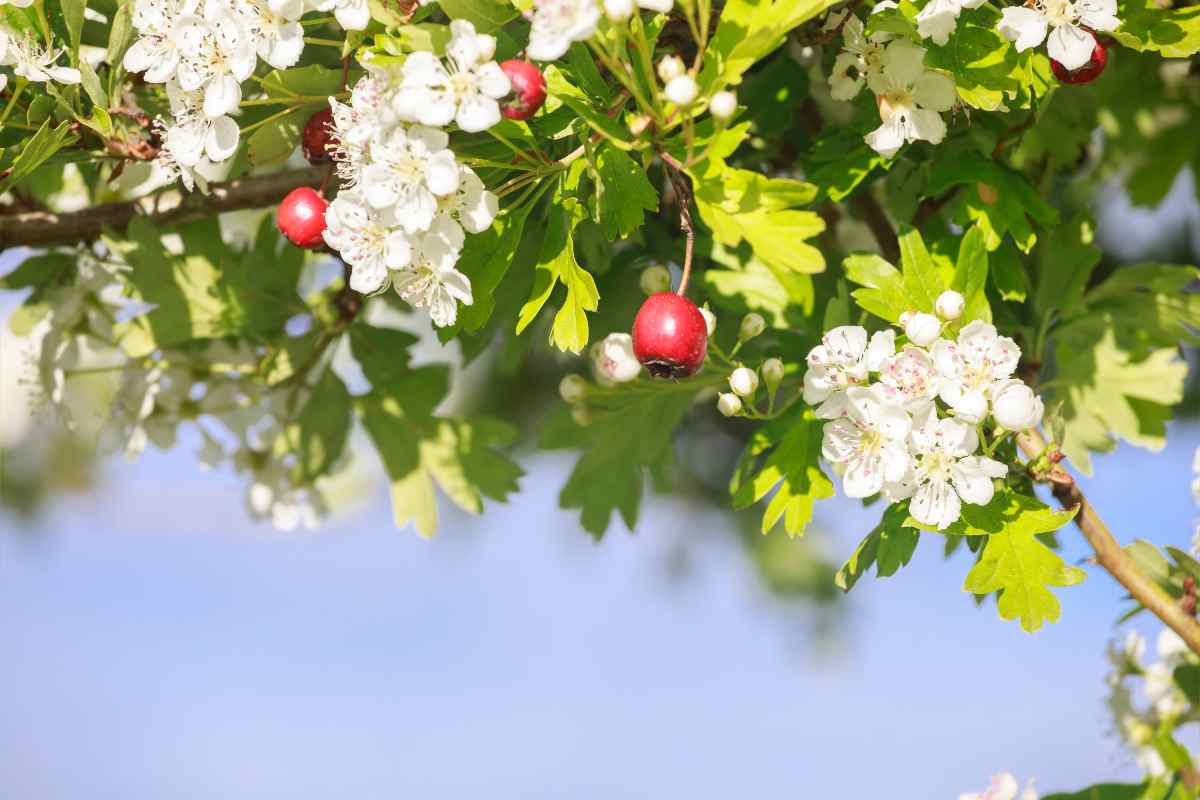 Piante con bacche nel giardino in inverno