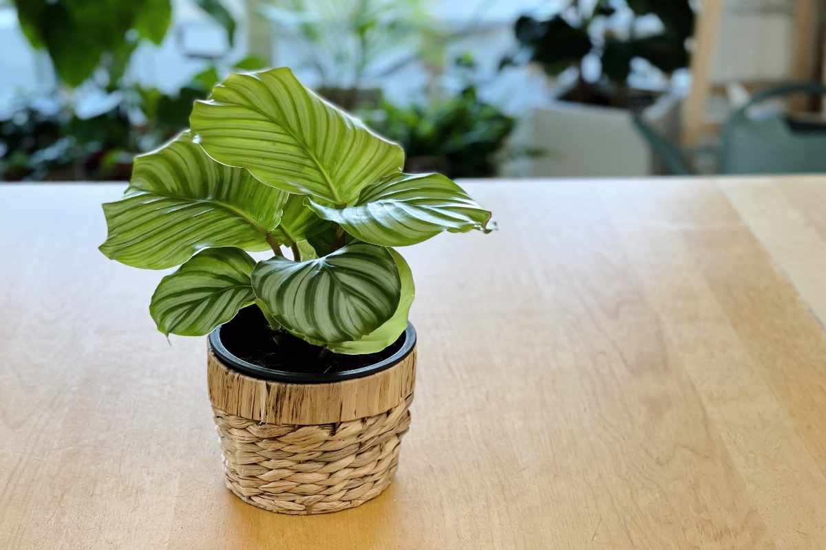 Piante eleganti da appartamento: Calathea