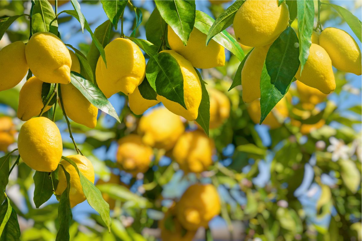 limoni restano verdi perché