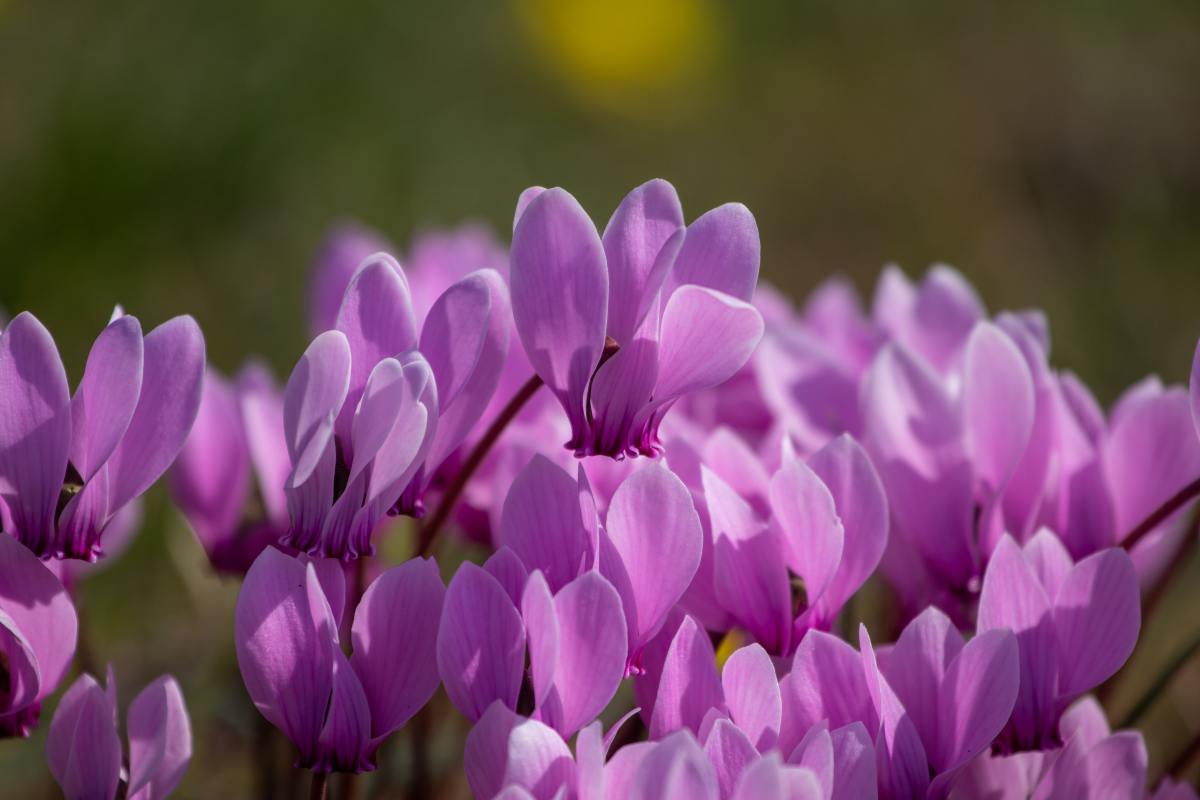 Ciclamino viola