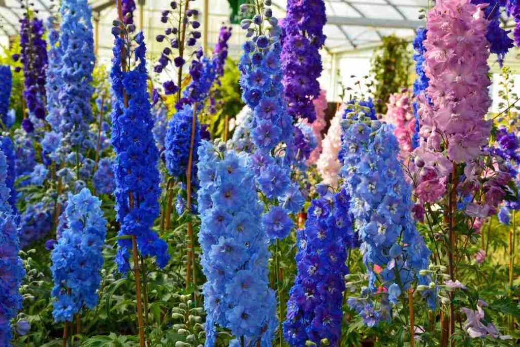 Come coltivare il Delphinium, pianta perenne