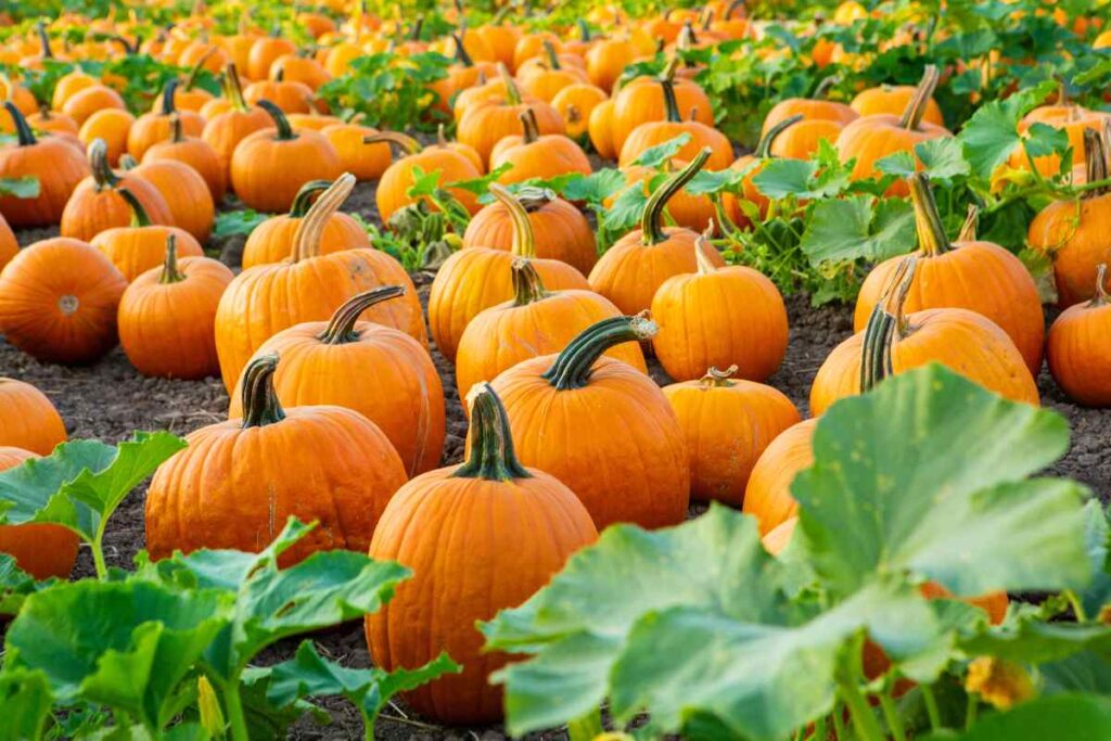 Come evitare che le zucche marciscano e rovinino le tue decorazioni autunnali