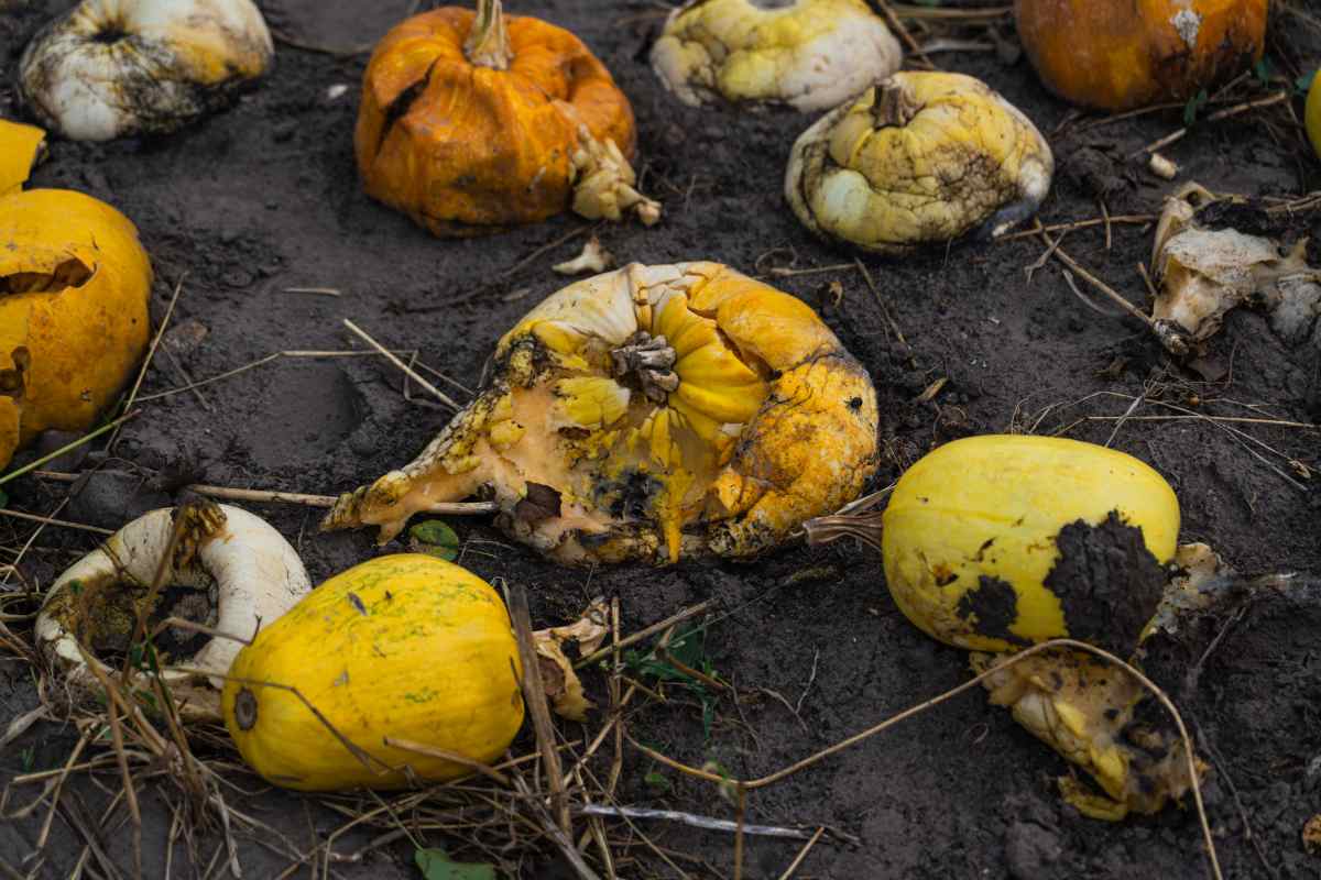 Come evitare che le zucche marciscano e rovinino le tue decorazioni autunnali