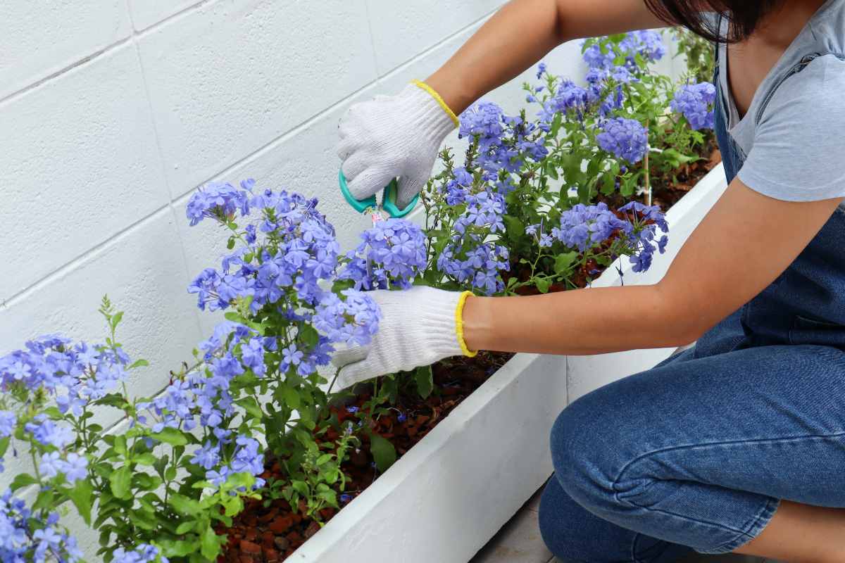 Come potare il Plumbago per farlo crescere al meglio