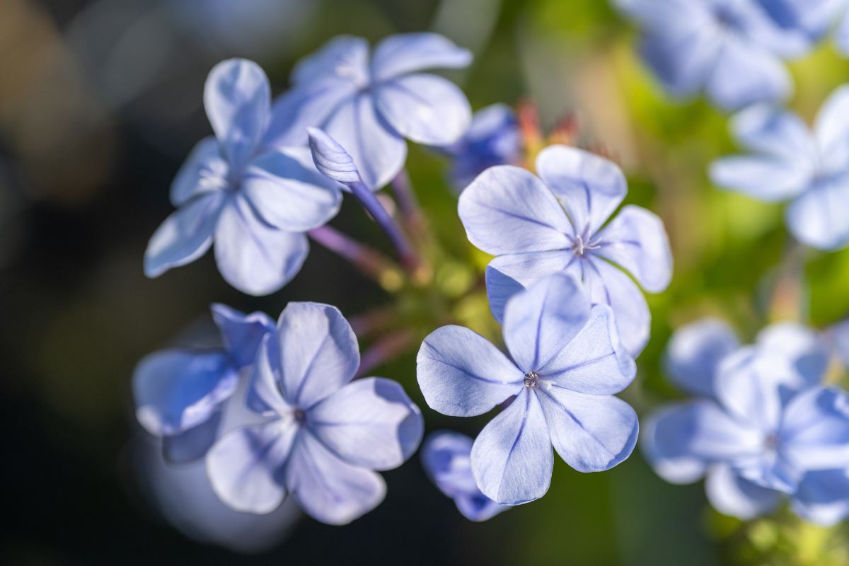 Come potare il Plumbago per farlo crescere al meglio