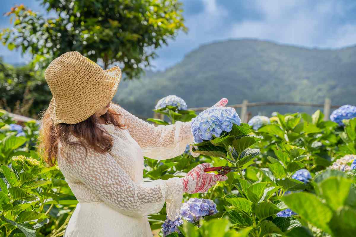 Come preparare le ortensie per l'inverno: i 4 lavori autunnali indispensabili