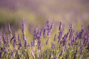 Soluzioni per proteggere la lavanda dal freddo