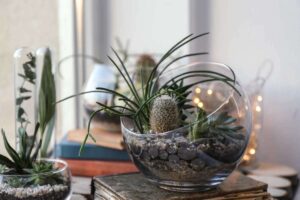 Come realizzare un terrario di succulente: idee facili per la tua casa