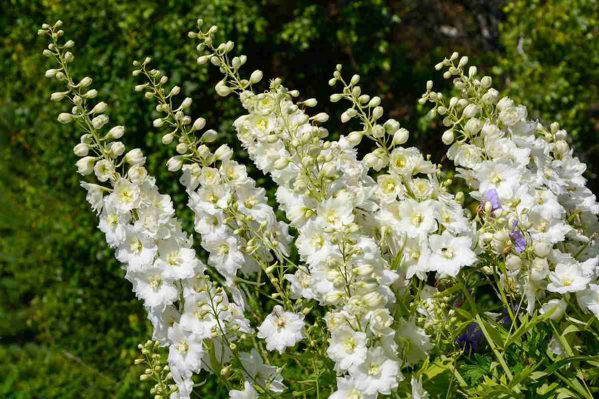 Delphinium: tutto su come coltivarlo 