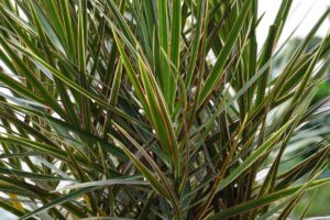 Come curare la Dracaena o "tronchetto della felicità"