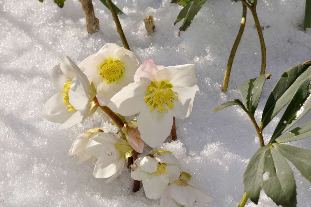 Coltivazione e cura dell'Elleboro in inverno