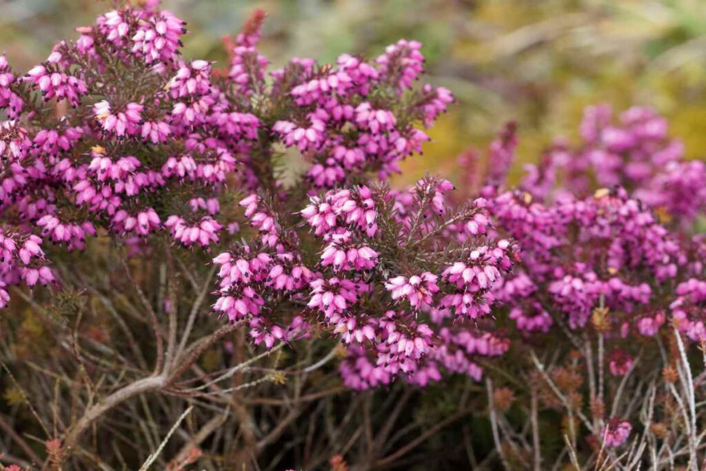 L'Erica, la pianta invernale che abbellisce terrazzi e balconi