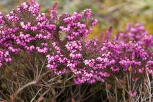 L'Erica, la pianta invernale che abbellisce terrazzi e balconi