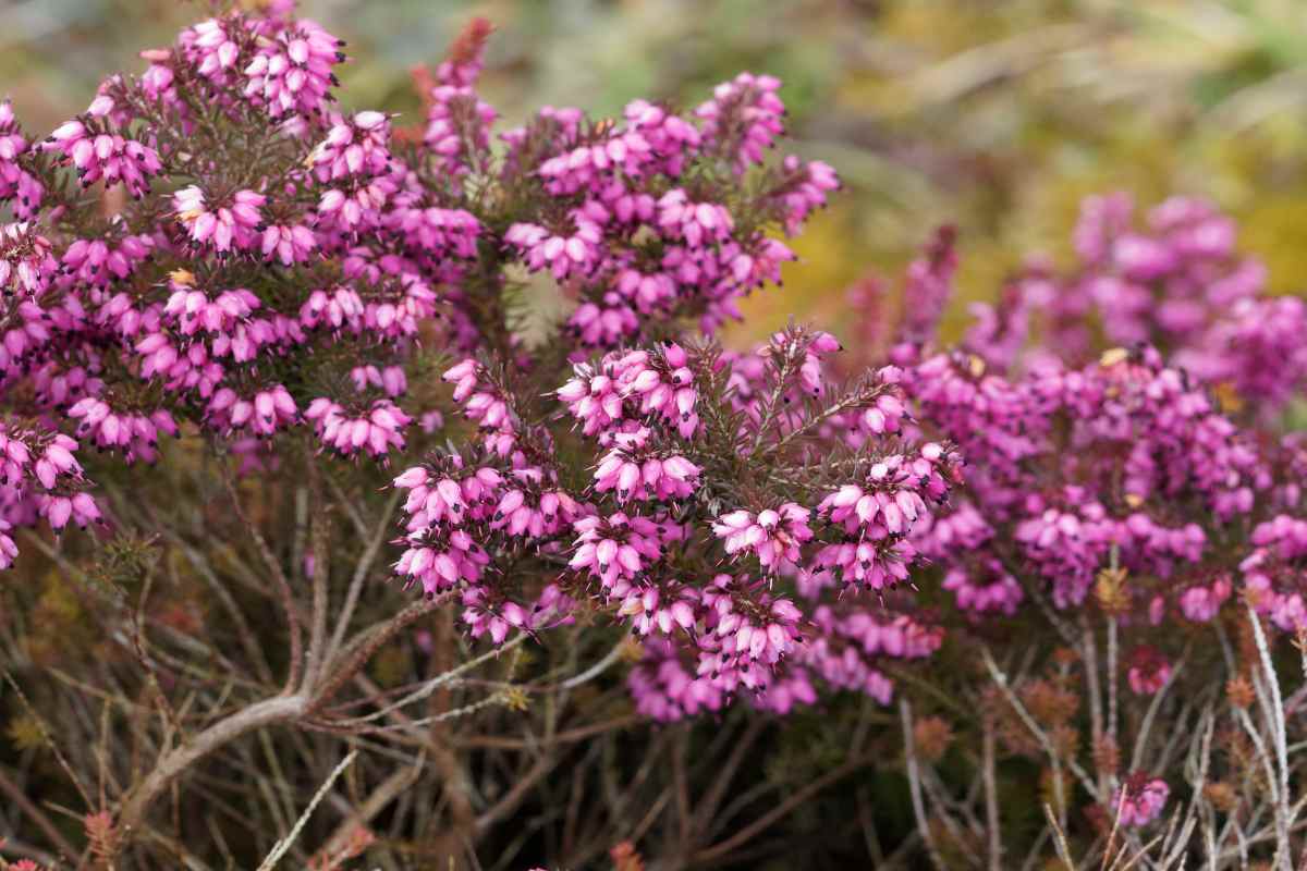 L'Erica, la pianta invernale che abbellisce terrazzi e balconi