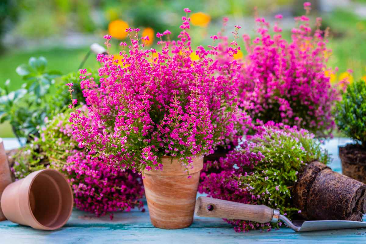 Erica: la bella pianta invernale che colora gli ambienti