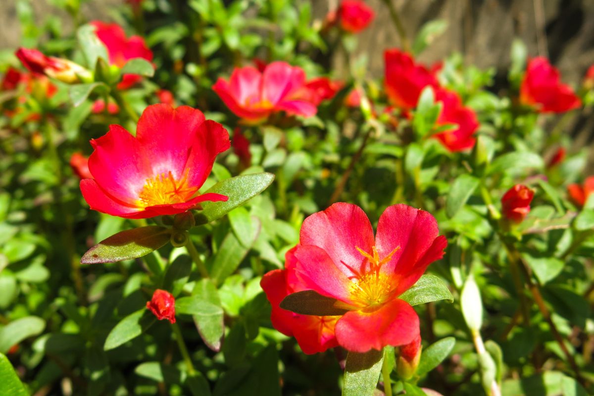 Portulaca grandiflora