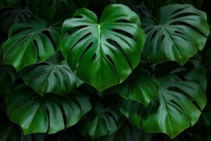 Come eliminare le punte secche della Monstera