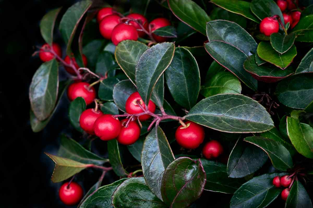 Le piante con le bacche ravvivano il giardino invernale