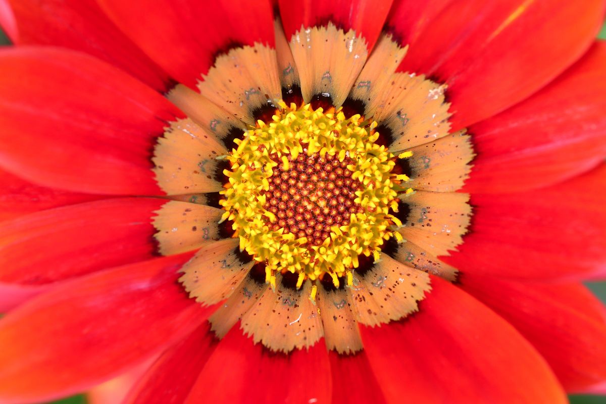 Gazania Big Kiss Red