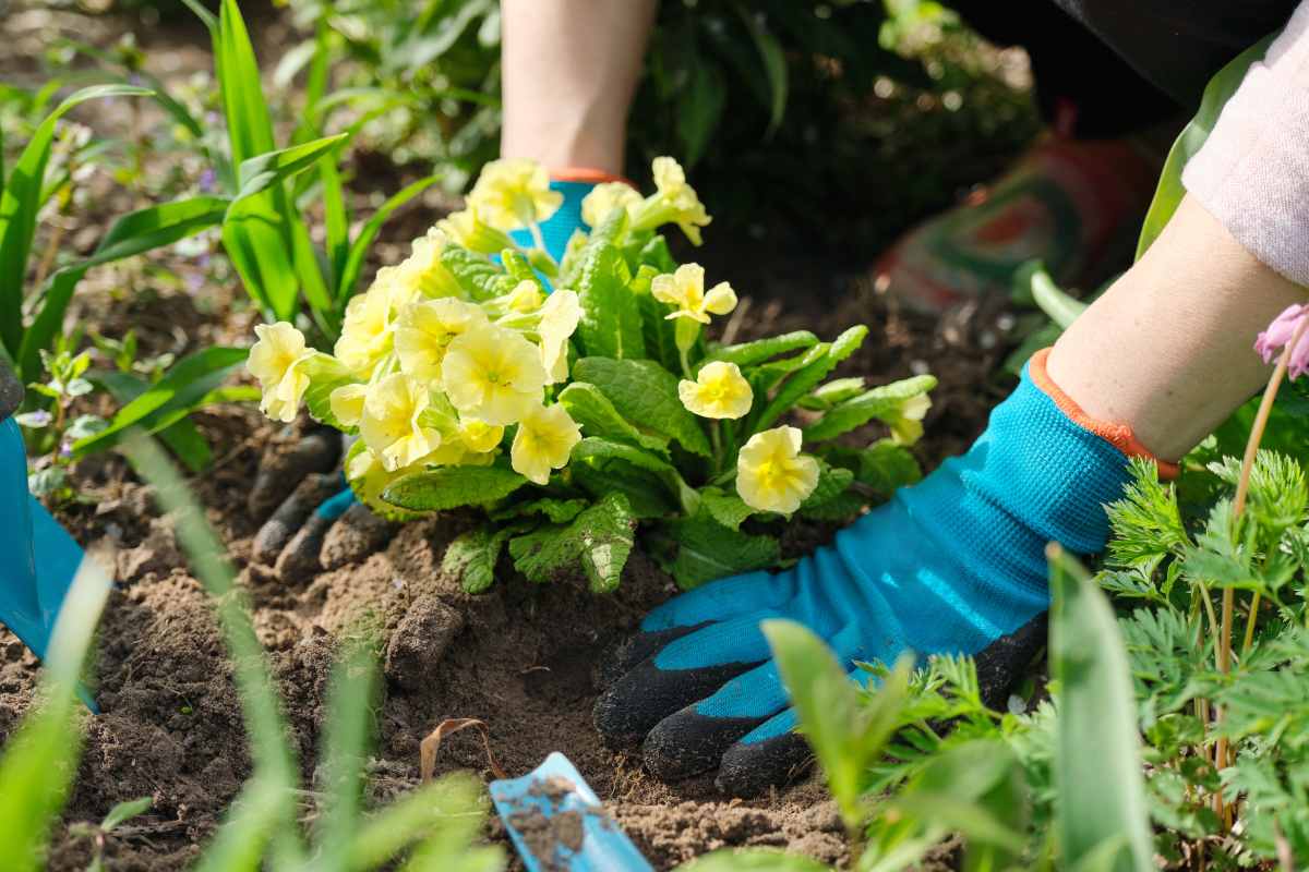 Giardino ombreggiato? Ecco 5 piante perfette per l'inverno