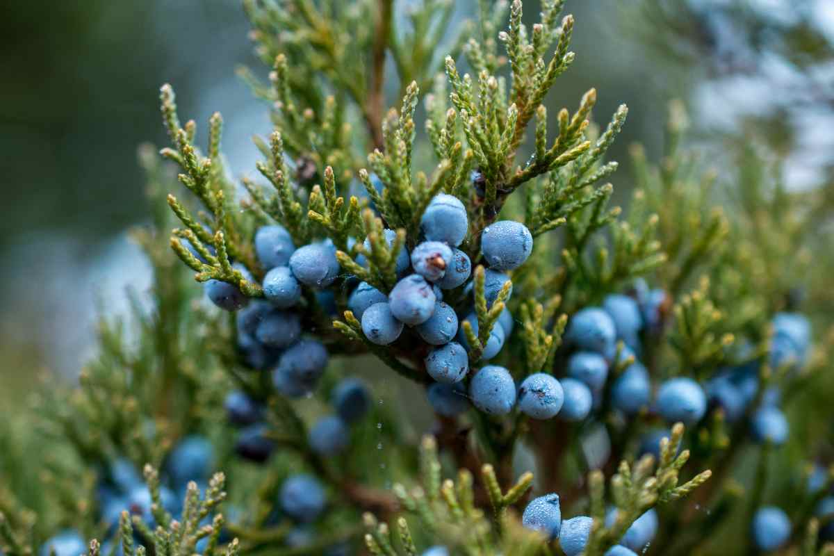 Giardino invernale: coltivare le piante con le bacche