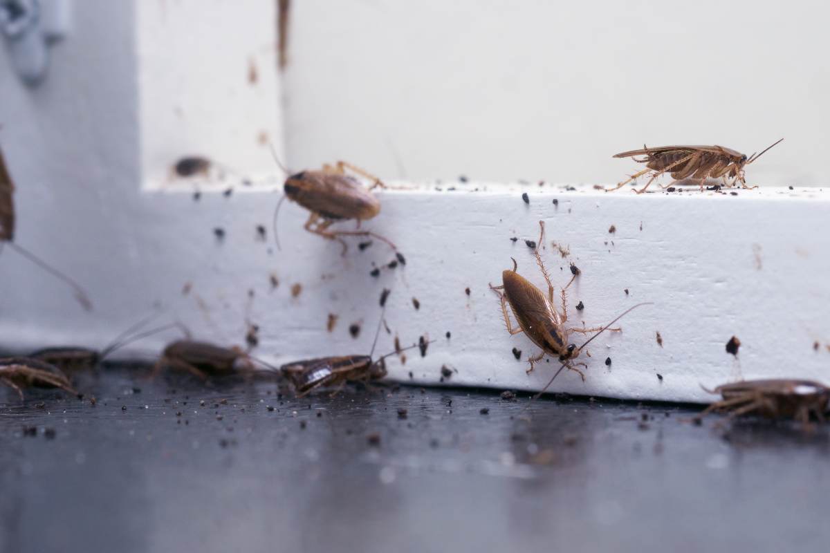 Gli insetti mangiapane: simili agli scarafaggi ma più pericolosi per la tua cucina