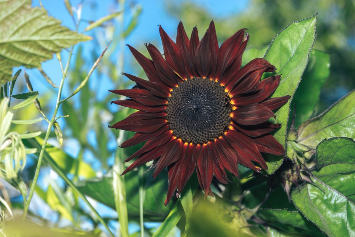 Girasole rosso