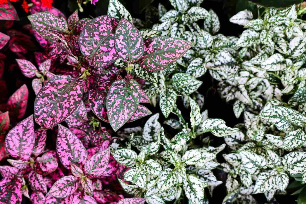 Hypoestes, la pianta a pois che decora casa