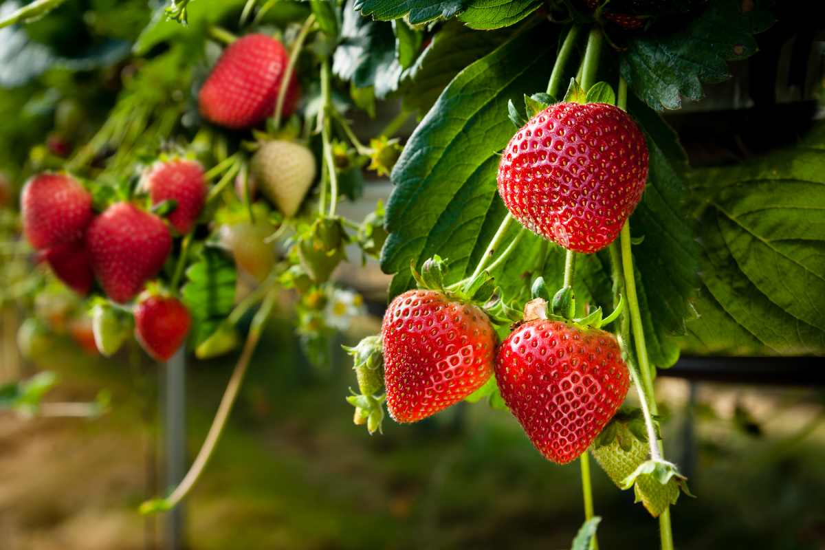 Le fragole, frutto consigliato per chi è a dieta