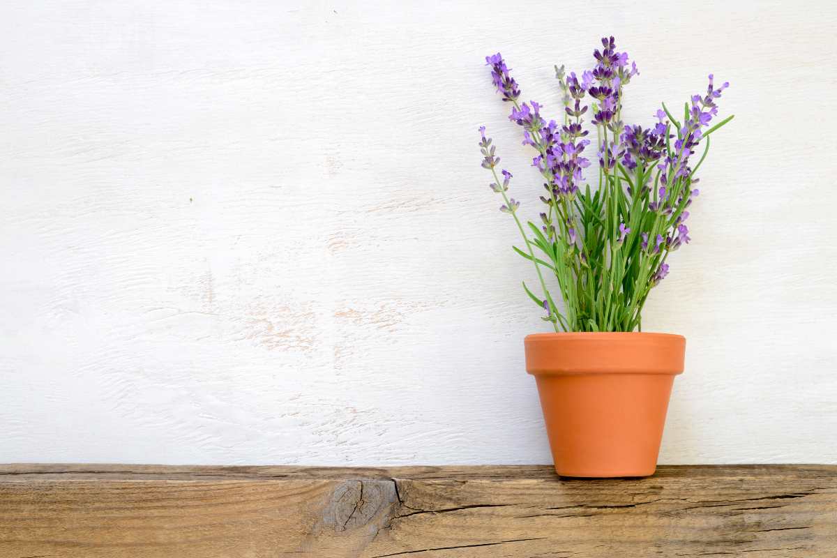 Proteggere la lavanda dal freddo