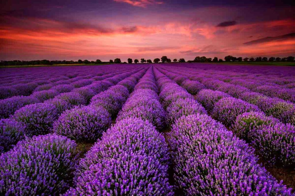 Lavanda spoglia? Scopri come densificare la chioma e aumentare i fiori