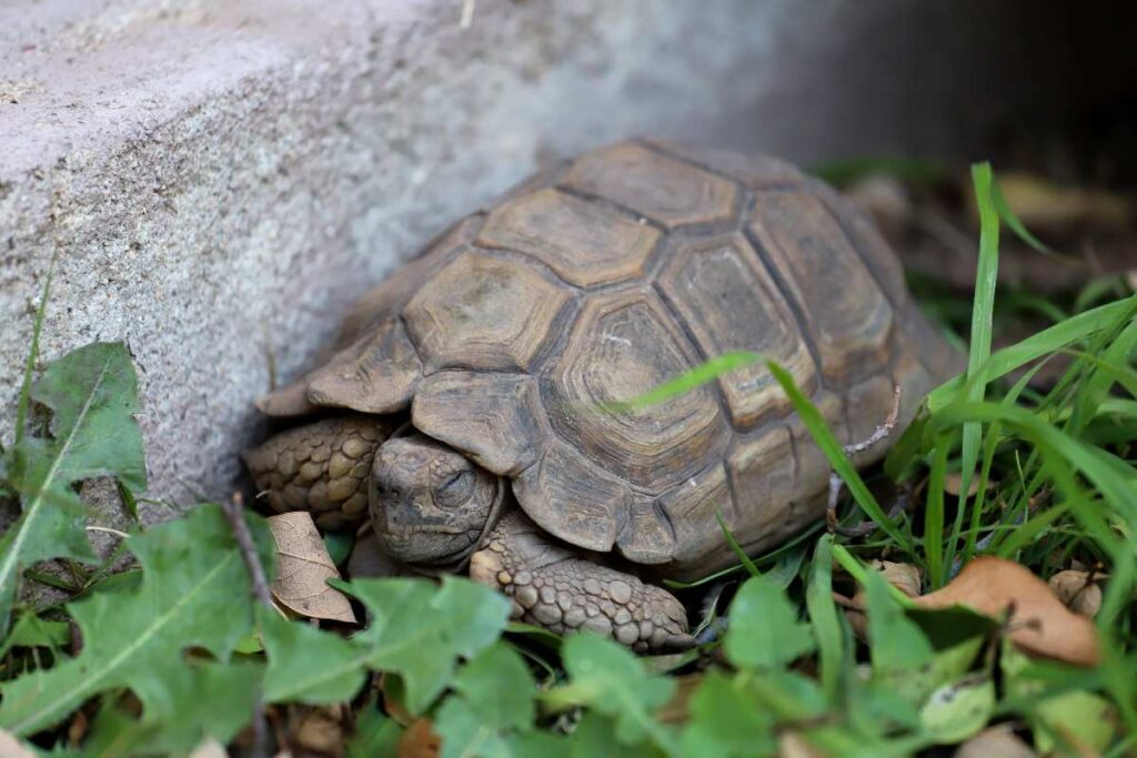 Letargo autunno, inverno: quali animali si preparano al lungo sonno?