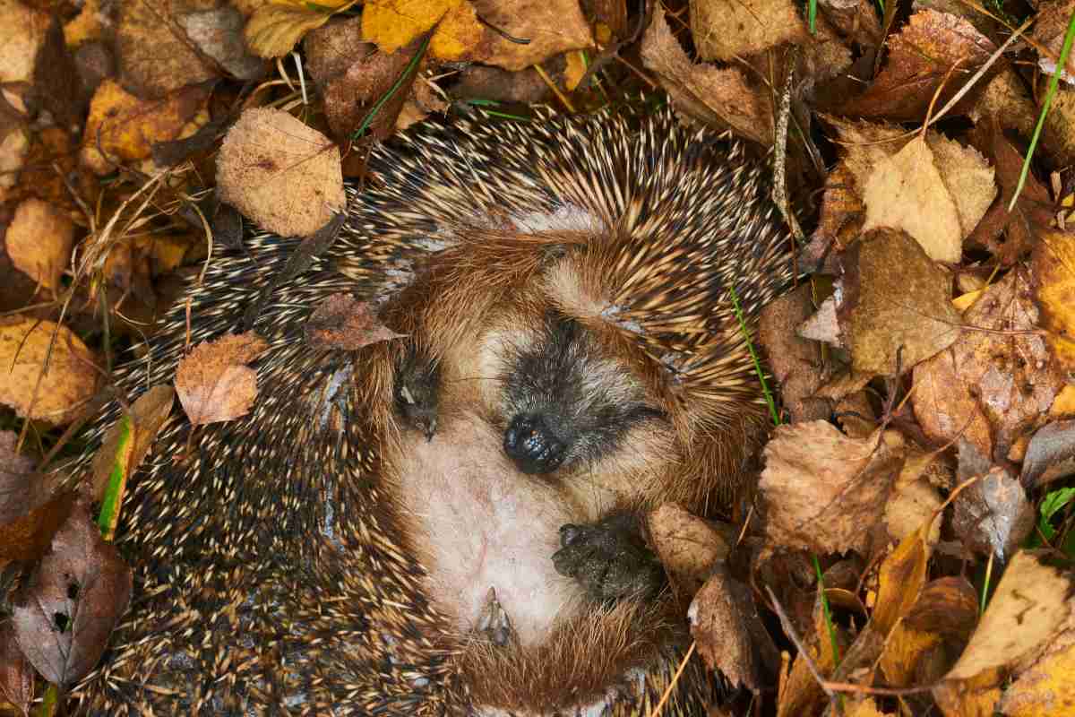 Letargo autunno, inverno: quali animali si preparano al lungo sonno?