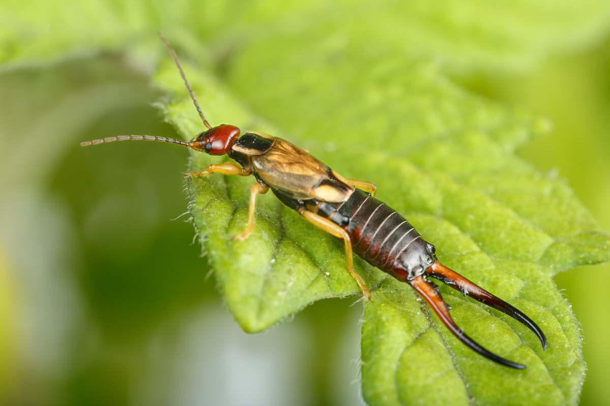 Liberati degli insetti forbice: 3 modi naturali e sicuri per proteggere il giardino