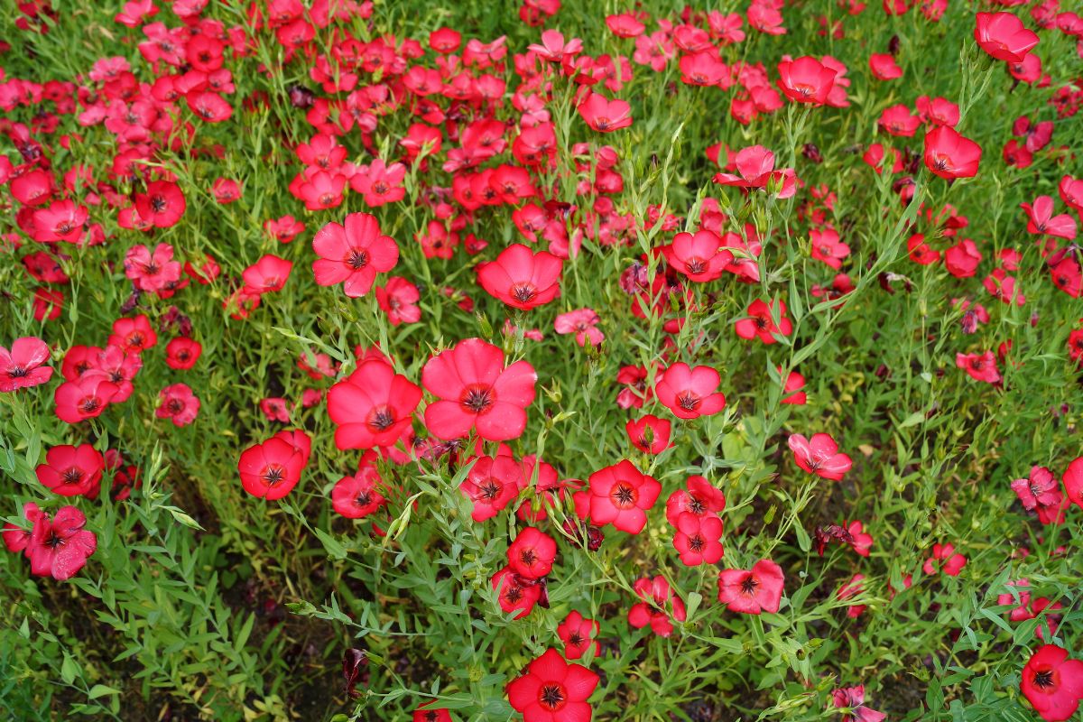 Piante annuali a fioritura rossa