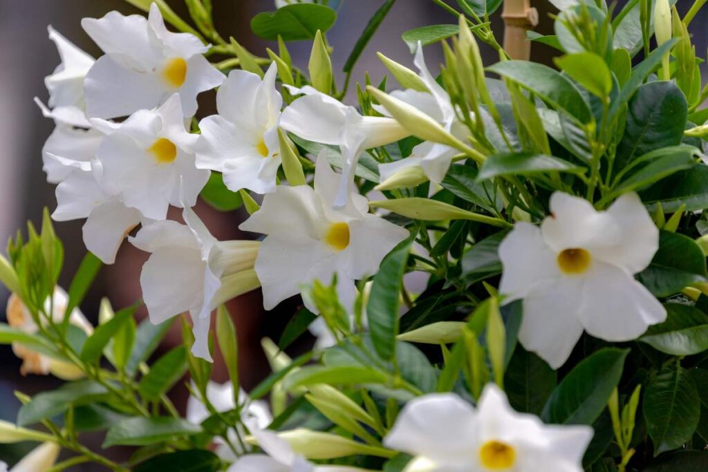 Mandevilla, la pianta rampicante dai fiori appariscenti