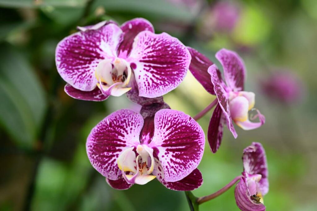 Come curare l'Orchidea Phalaenopsis in inverno: ecco 5 trucchi