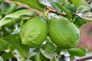 Cause e soluzioni per i limoni verdi