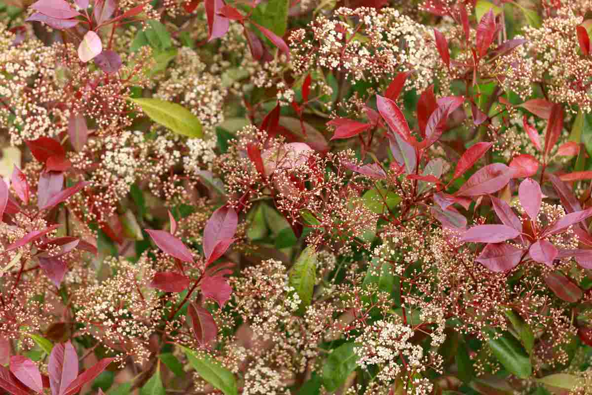 Come prendersi cura della photinia per una fioritura rigogliosa