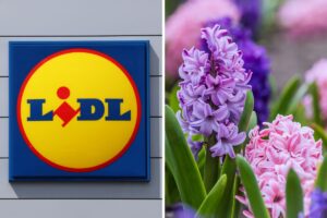 Lidl questa settimana vasta varietà di piante