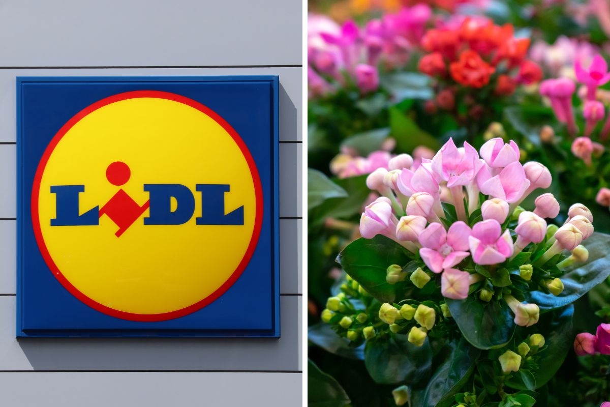 Lidl questa settimana piante in offerta