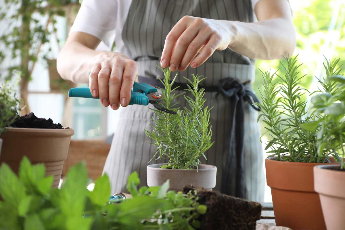 Cura delle piante aromatiche in autunno