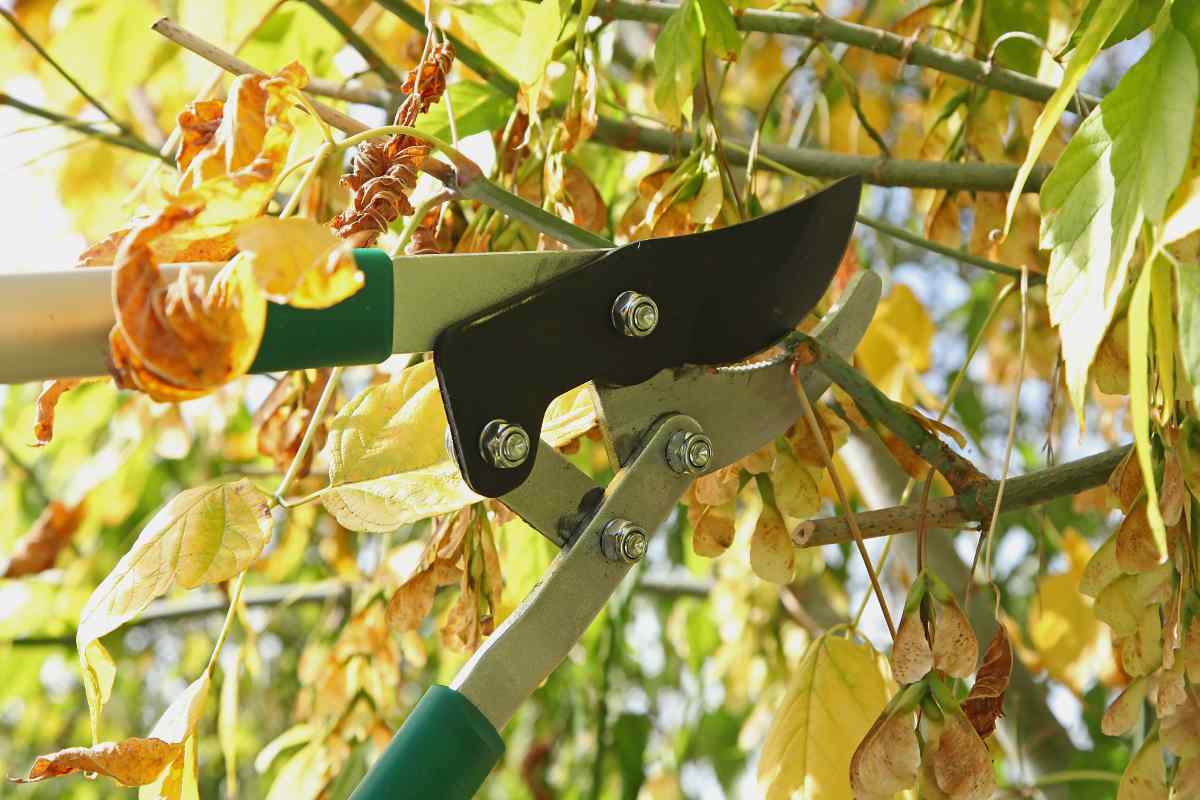 Potatura dell'acero: ecco i trucchi dei giardinieri per una chioma perfetta