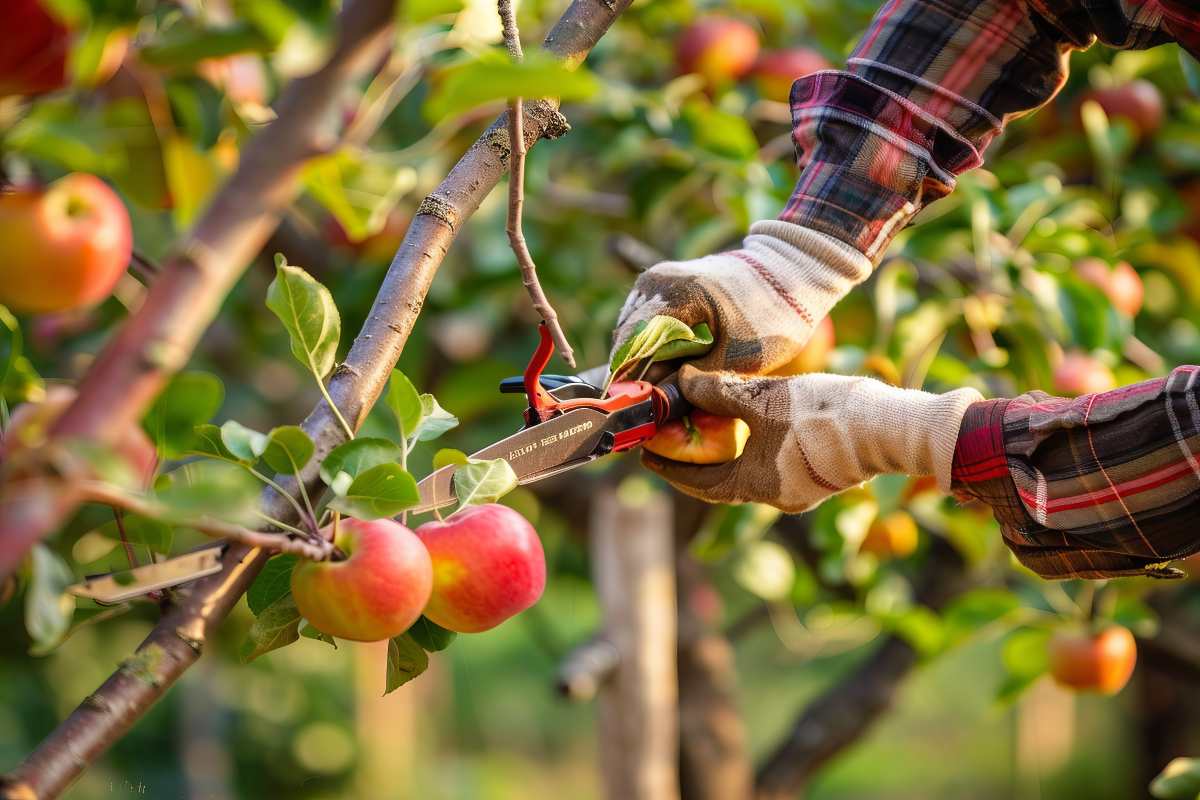 Potatura autunnale: ecco come preparare gli alberi da frutto per la prossima stagione