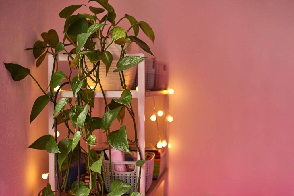 come usare il Pothos per decorare casa